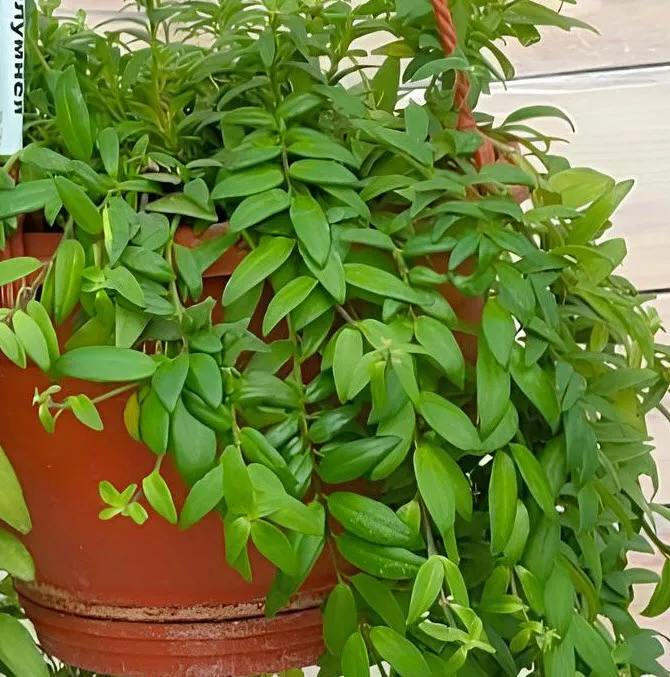 Колумнея d9 10 ХР 