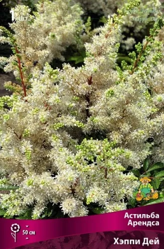 Корневище Астильба Арендса Хэппи Дей I 1шт Поиск 