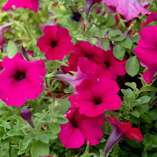 Петуния ампельная Вейа Классик пурпурная D23 ПВ 