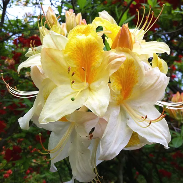 Азалия гибридная Нозерн Хай-лайтс p9 