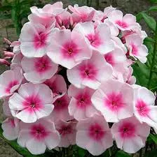 Корневище Флокс метельчатый Бриллиант Айз 1 шт Поиск 