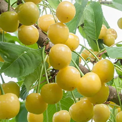 Черешня Янтарная v7 100-120 Tim 