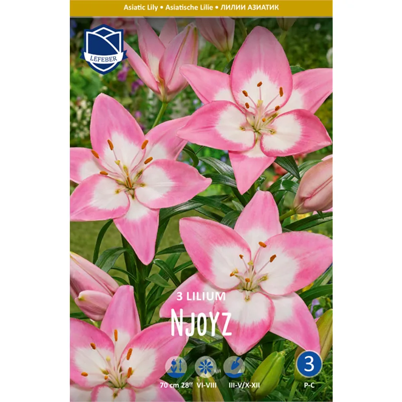 Луковица Лилия азиатская Энджойс 14/16 3шт 