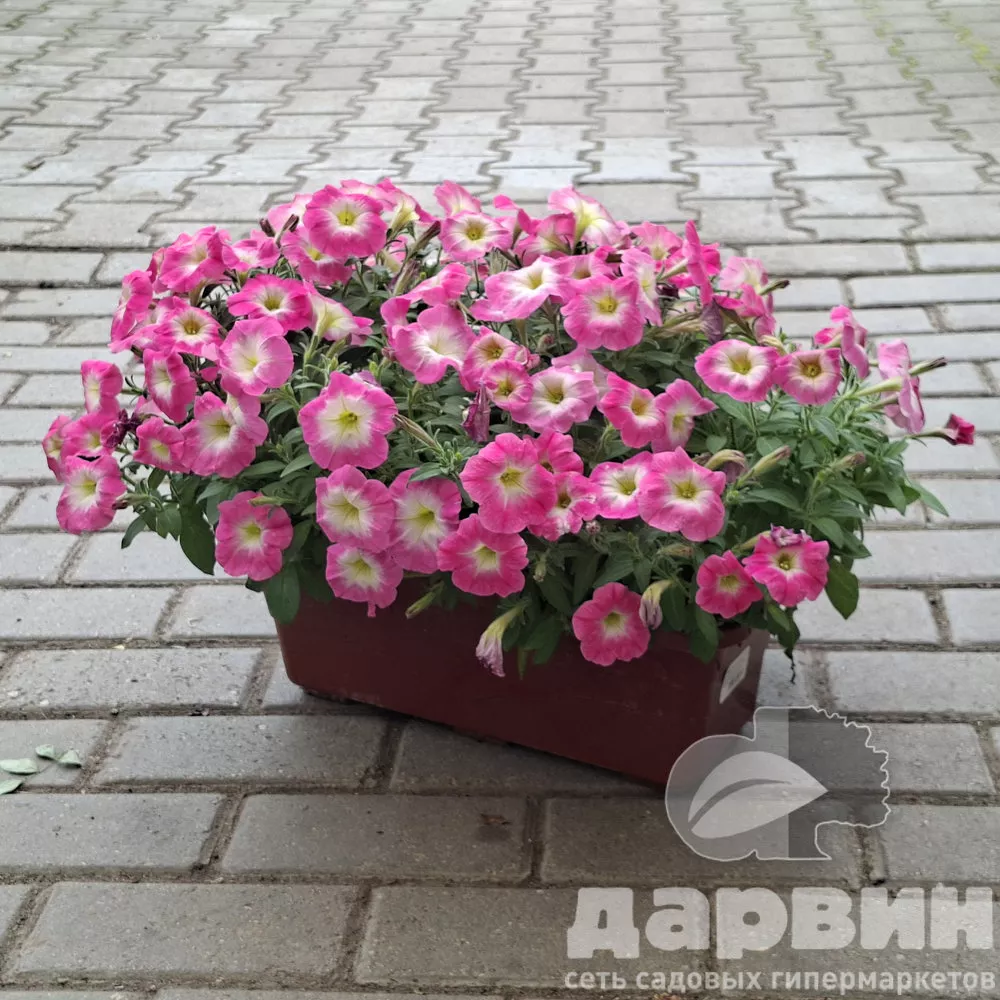 Композиция Балконный Ящик L40 ЕГ 