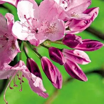 Рододендрон  гибридный в ассортименте  20-25см  с3 