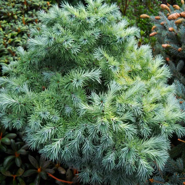 Растение лиственница кемпфера Блю Бол С3 Yos 