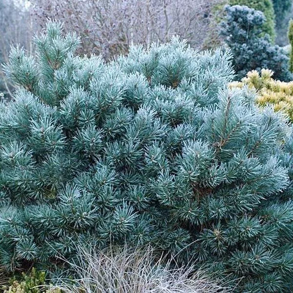 Растение сосна обыкновенная Шантри блю 60-80 ST 