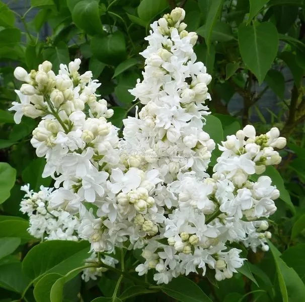 Сирень обыкновенная Жанна д'Арк v2 Tim 