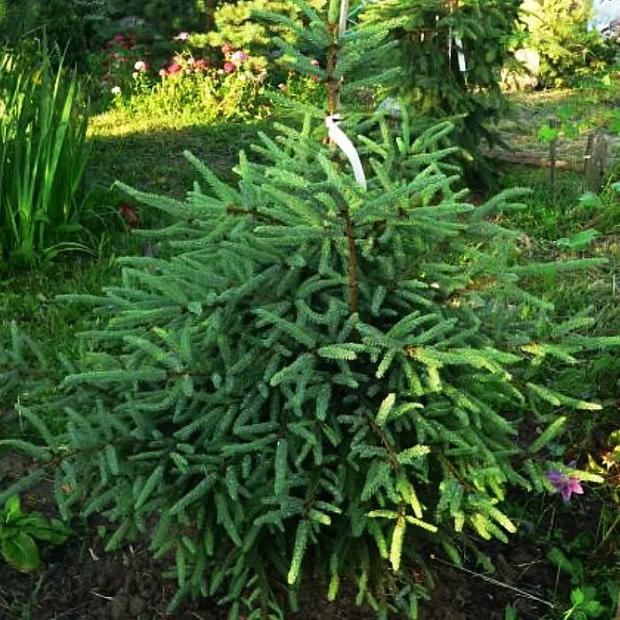 Растение ель черная Байснери 50-60см 