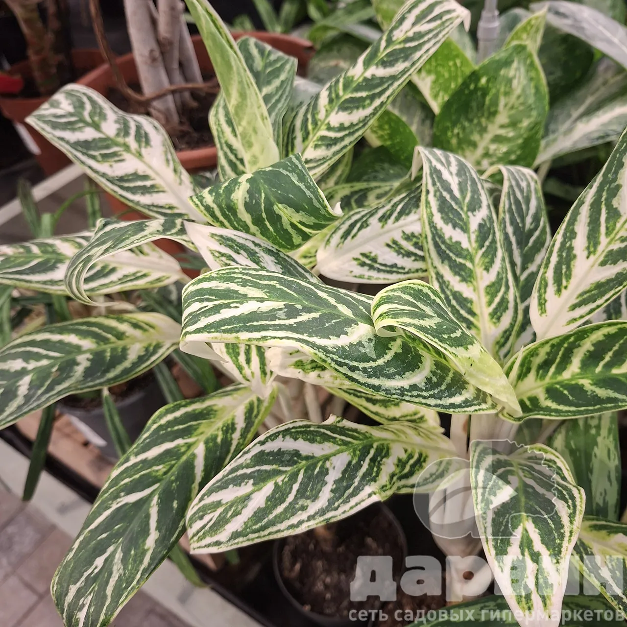 Аглаонема Иви Грин d12 h30 