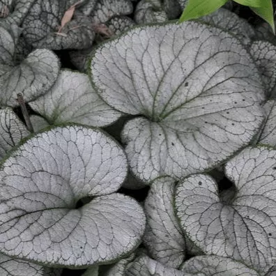 Брунера Сильвер Харт v2 Tim 