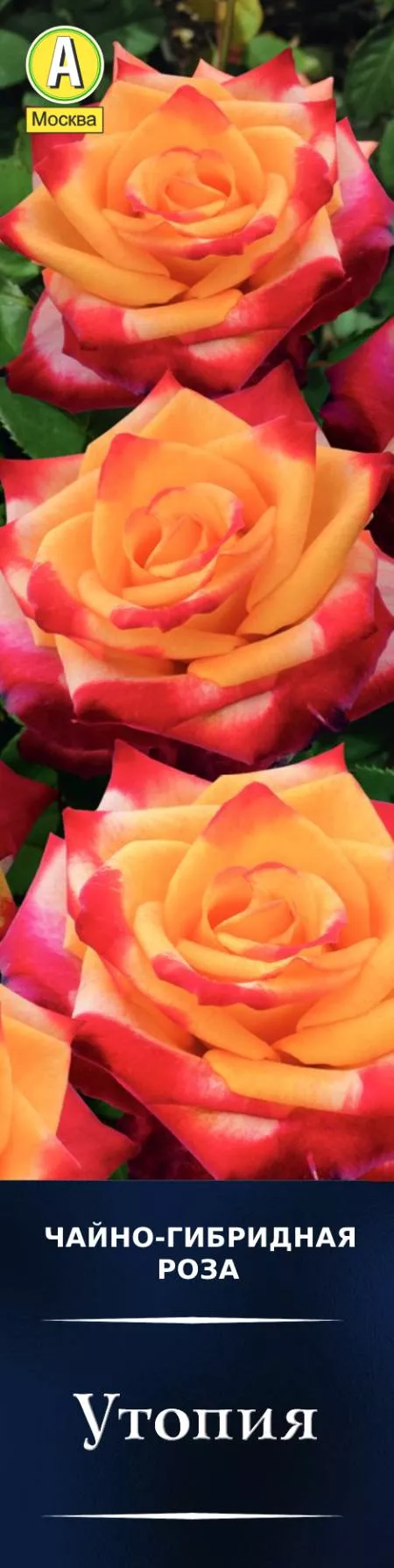 Роза чайно-гибридная Утопия в коробке Аэлита 