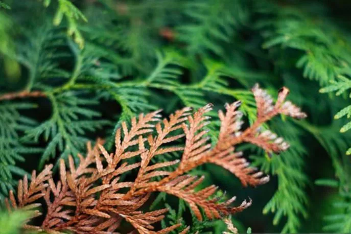 Солнечные ожоги хвойных растений. Профилактика и борьба