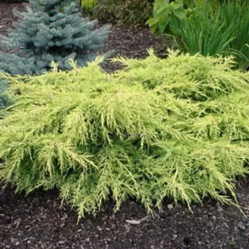 Можжевельник пфитцериана Минт Джулеп v26 100-120 