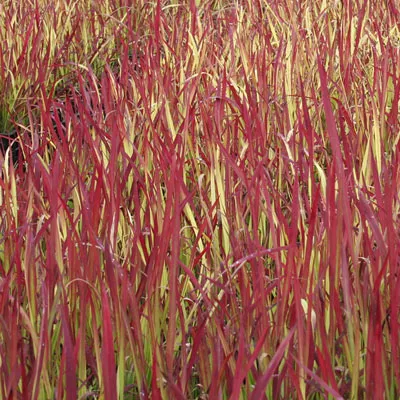 Корневище Императа цилиндическая Ред Барон I 1шт Поиск 