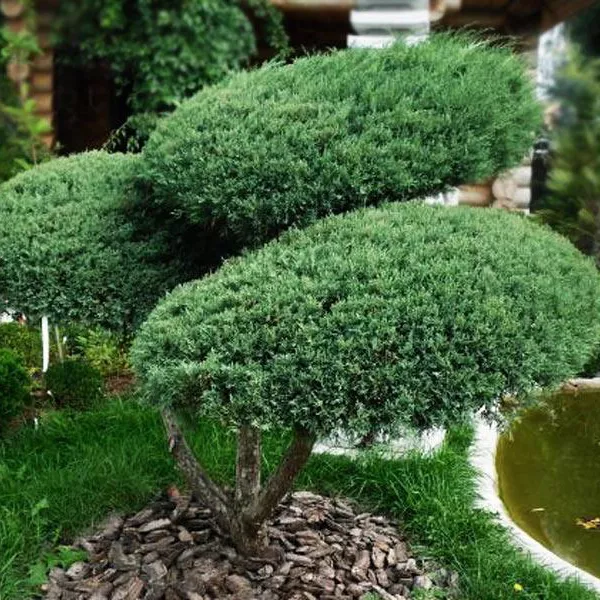Можжевельник виргинский Грей Оул БОНСАЙ C20 Tw 2017 