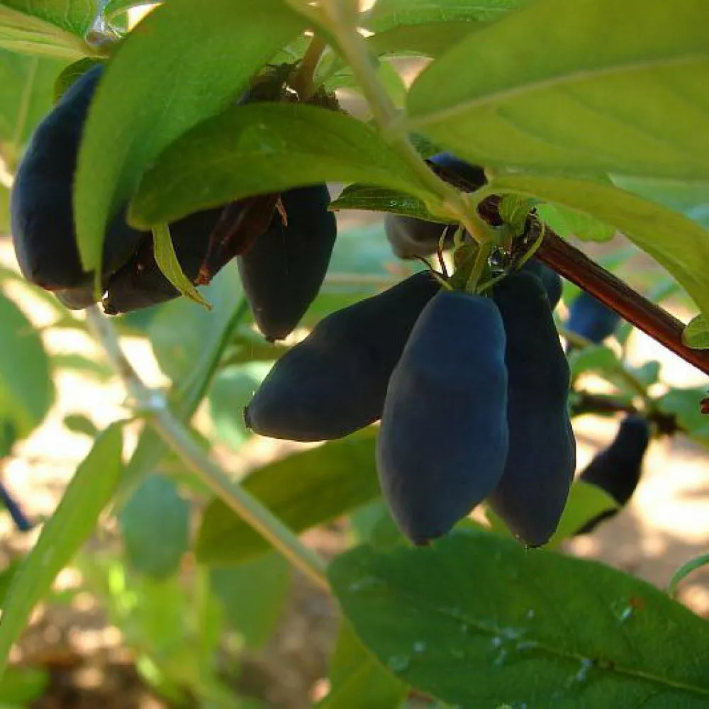 Жимолость Виола v1 Tim 