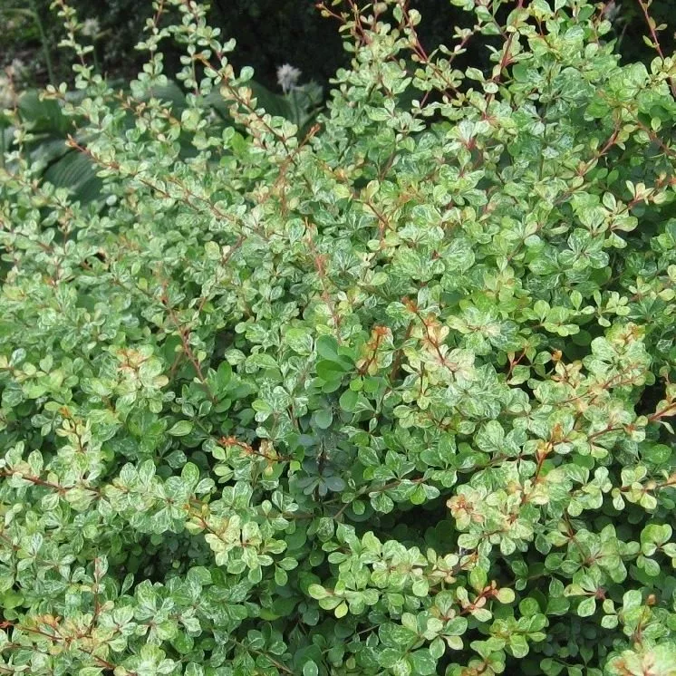 Барбарис тунберга Корник v5 