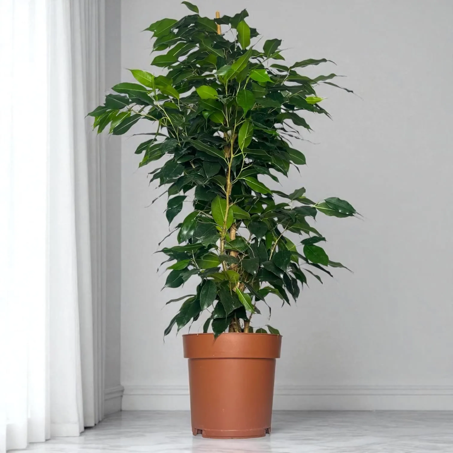 Фикус Бенджамина Даниэль пирамида d24 h110 