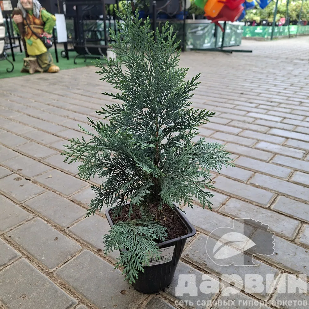 Кипарисовик Лавсона Колумнарис v2 Lav 