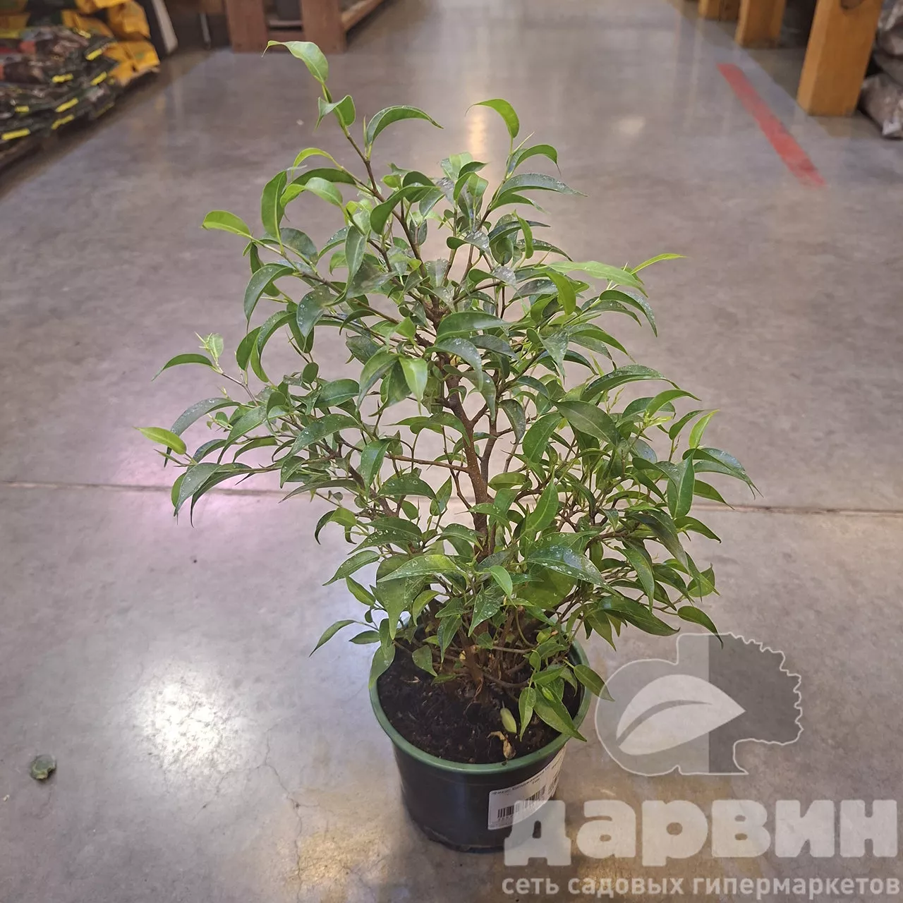 Фикус Бенджамина Наташа д12 Тим