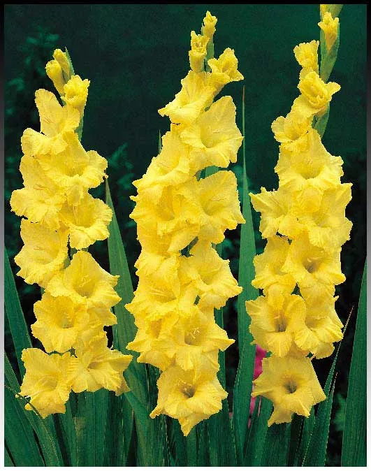 Луковица НВМ Гладиолус Нова Люкс 10/12 5шт 