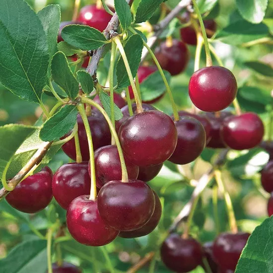 Вишня Кармин Джевел v2 Lav 