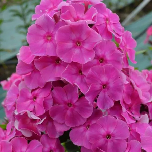 Флокс метельчатый "Малина Ранняя" d19 ЕТК 