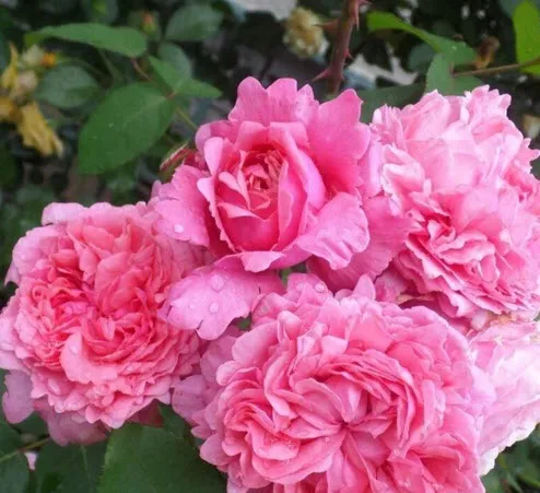 Роза плетистая Милами в коробке ЦО 