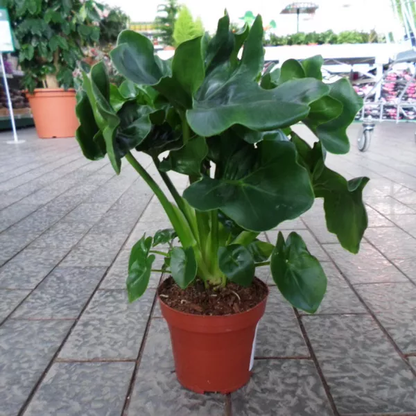 Филодендрон Атом d12 