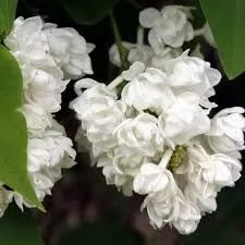 Сирень обыкновенная Память о Колесникове v2 Tim 