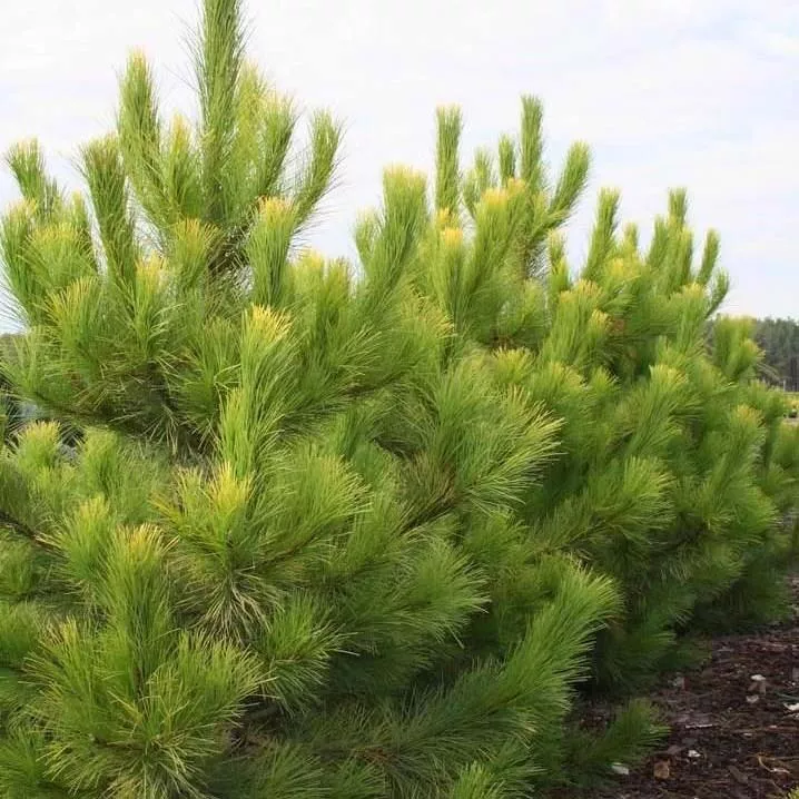 Растение сосна черная Голфингер с3 