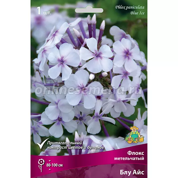 Корневище Флокс метельчатый Блу Айс 1 шт Поиск 