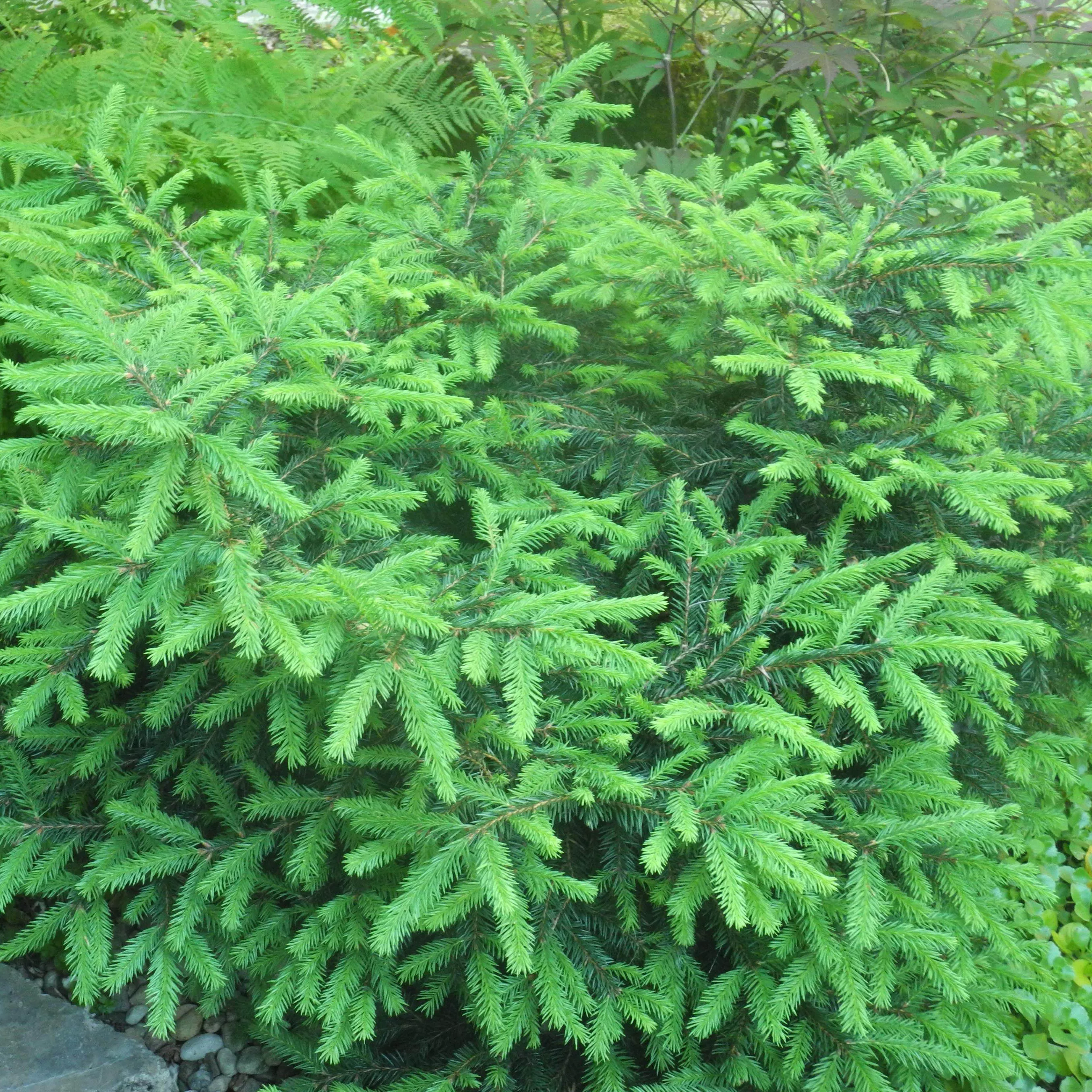 Ель обыкновенная Загвижде 40-60 Sav 