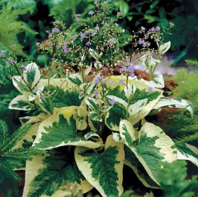 Корневище Бруннера крупнолистная Хадспен Крим 1шт. Поиск 