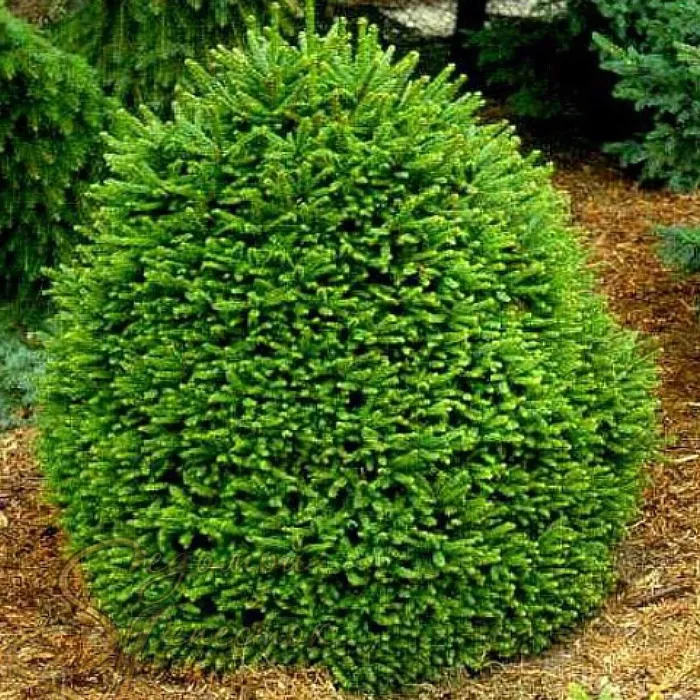 Растение ель обыкновенная Ohlendorffii v 100-125 Lt 