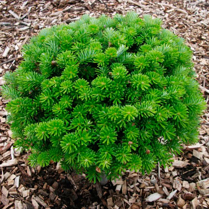 Растение пихта корейская Brillant 50/+, C25 Ks 