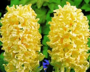 Луковица НВМ Гиацинт Джипси Принцесс 15/16  3шт 