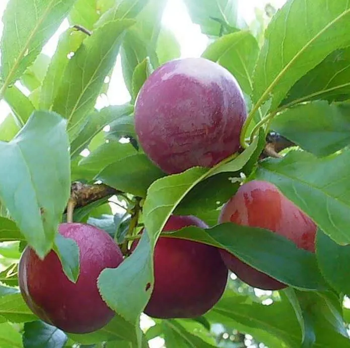 ОсновноеИзображение