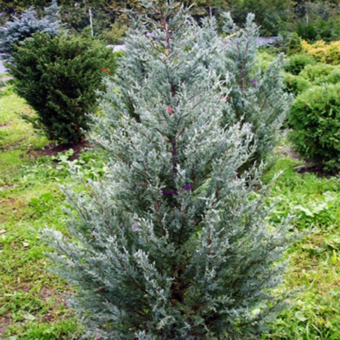 Растение можжевельник скальный Блю хевен C3, 40-60 Bor по цене  Растение можжевельник скальный Блю хевен C3, 40-60 Bor