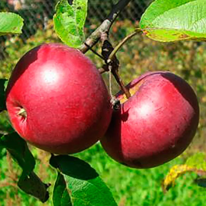 Яблоня Лобо 1-летка 