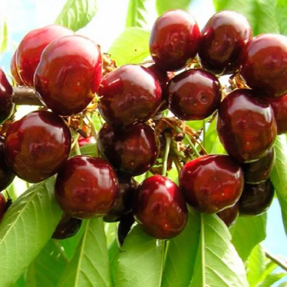 Черешня Ранняя Жукова 3-х летка 