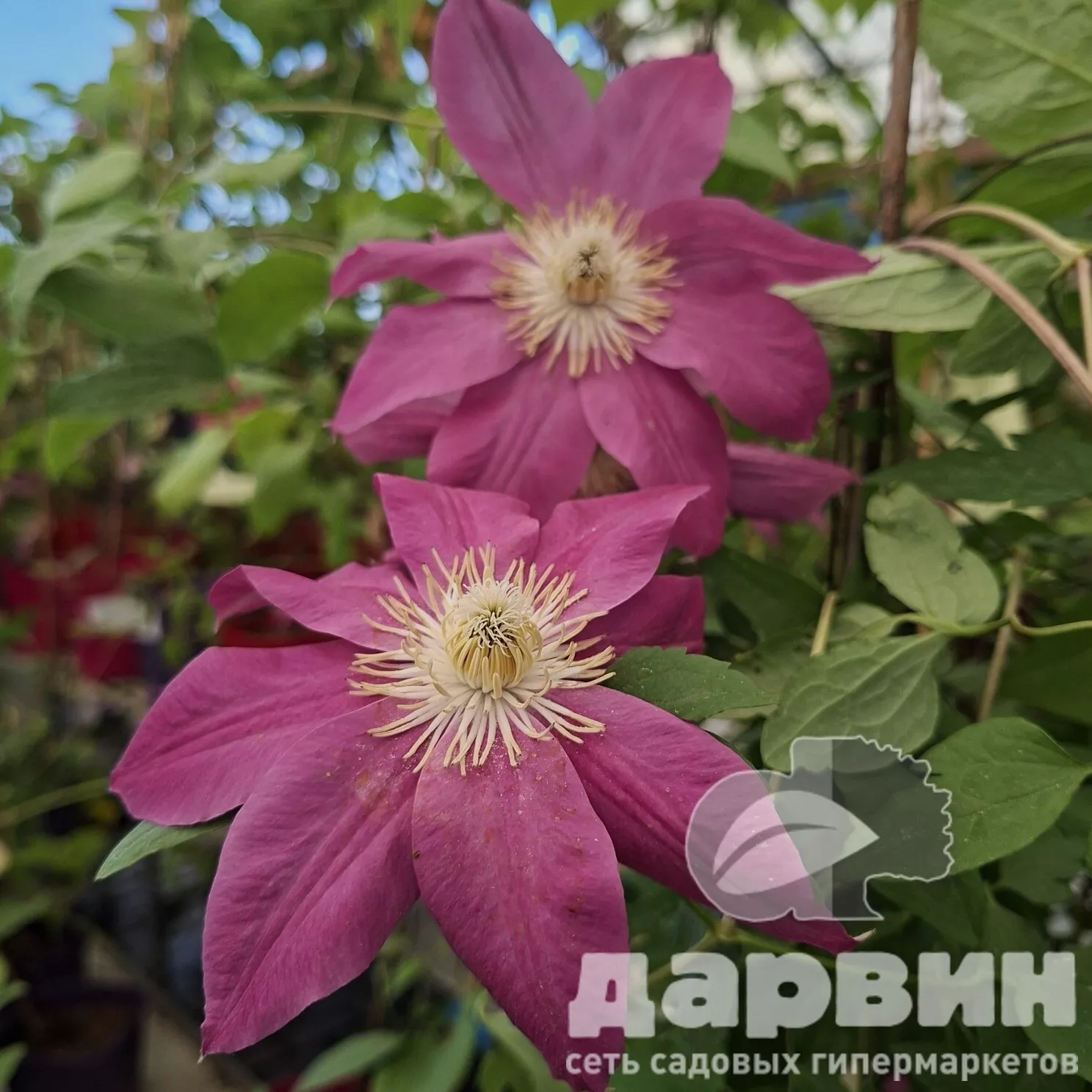 Клематис Распберри Крим v2 Cl 