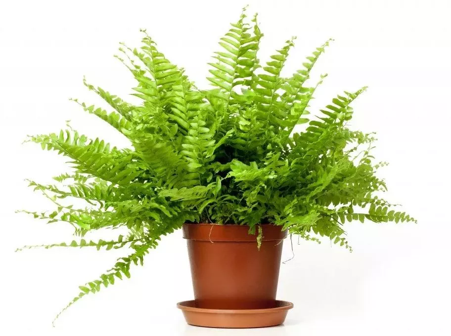 Нефролепис Блю Белл d15 Tim 