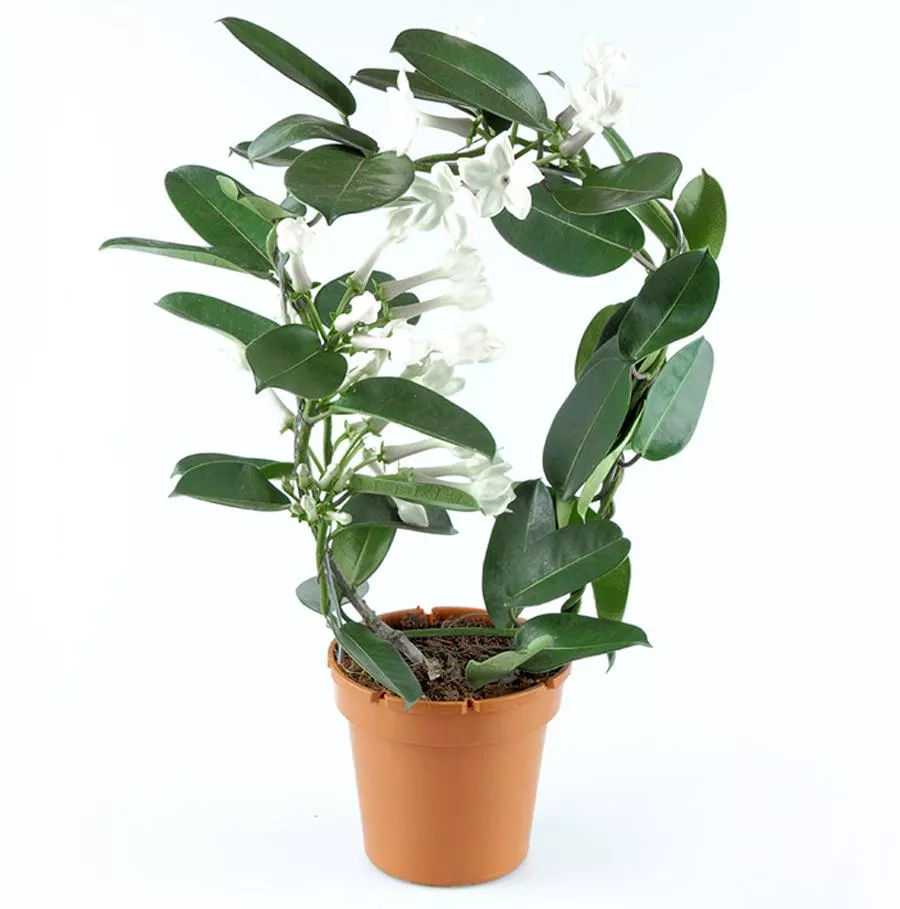 Стефанотис Флорибунда d12 