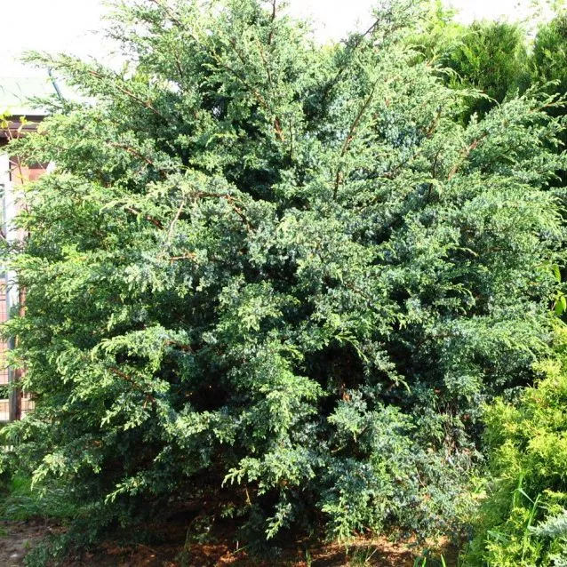 Можжевельник китайский Блю Альпс v8 30-40 