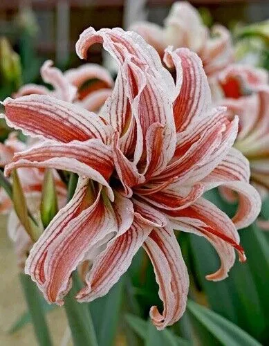 Луковица Амариллис махровый Дублет 1шт Поиск 