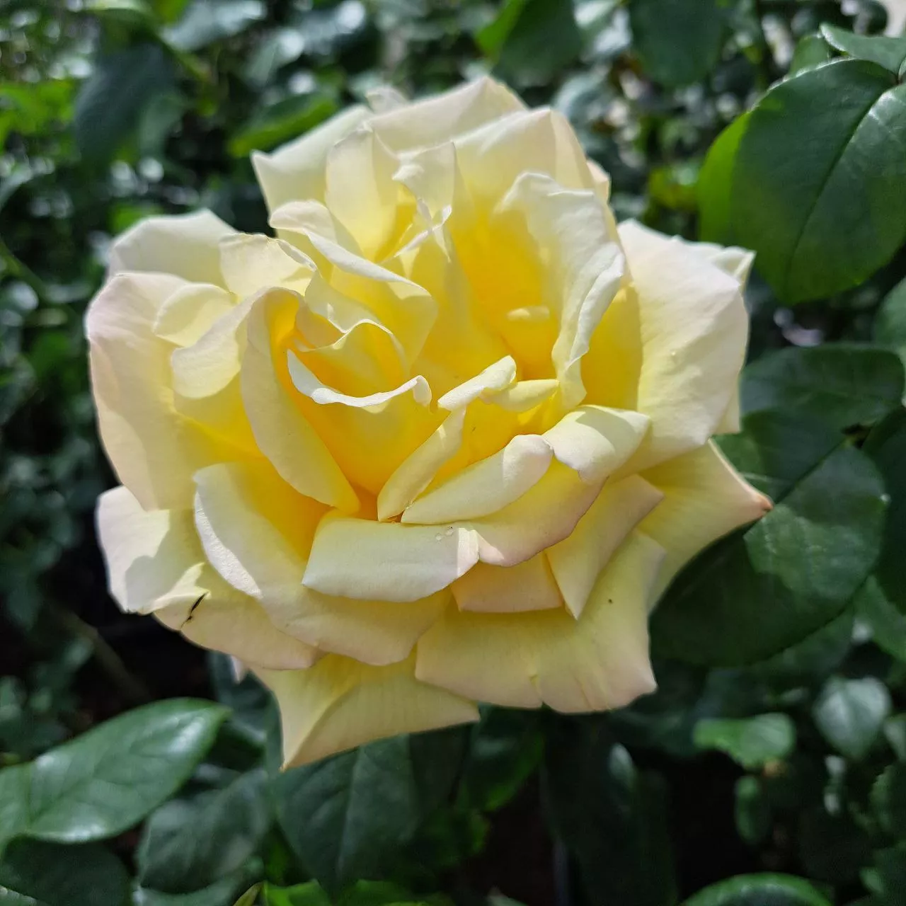 Роза чайно-гибридная Мишка v5 Lav 