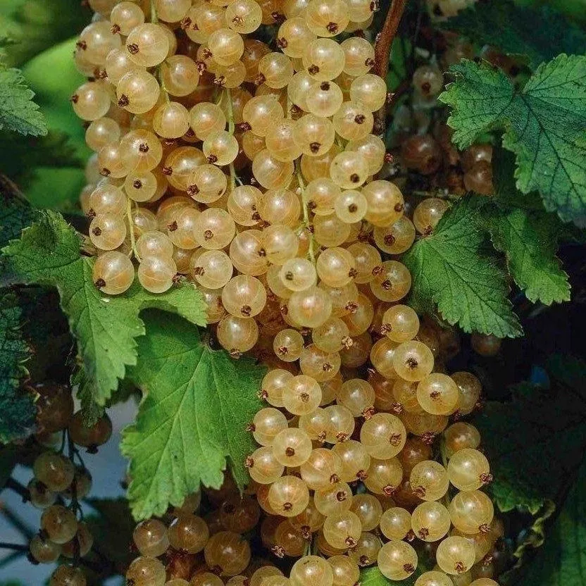 Смородина Снежана белая v2 Tim 