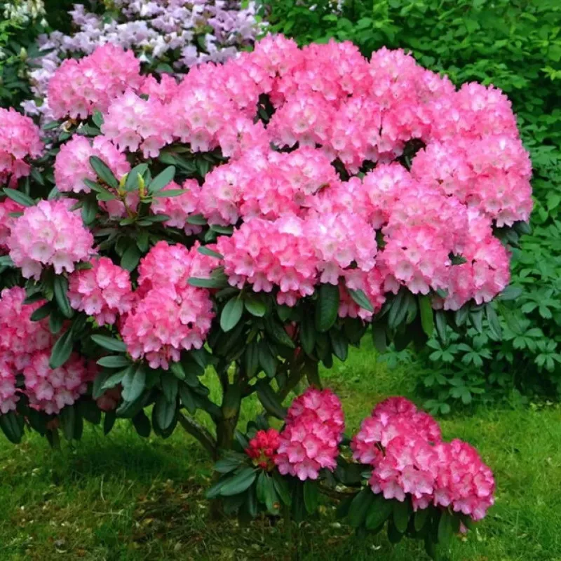 Рододендрон гибридный Хельсинский Университет v1 